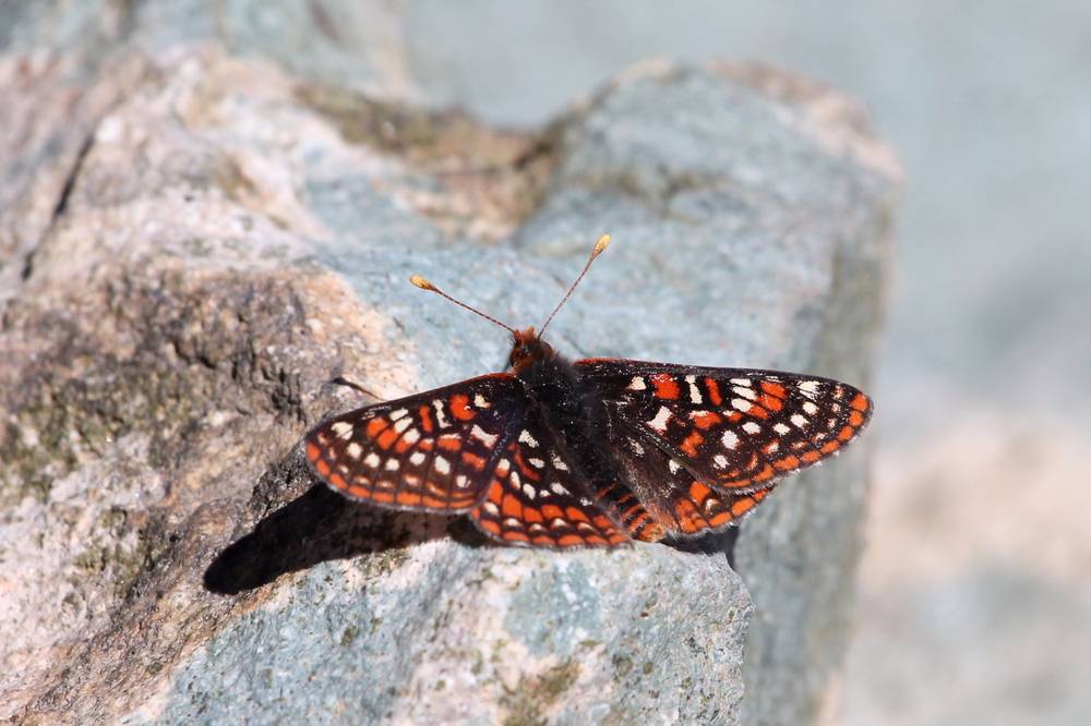 Edith's Checkerspot